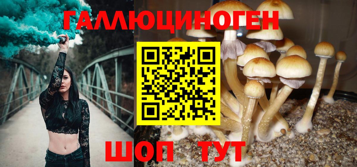 Псилоцибиновые грибы Psilocybe Людиново